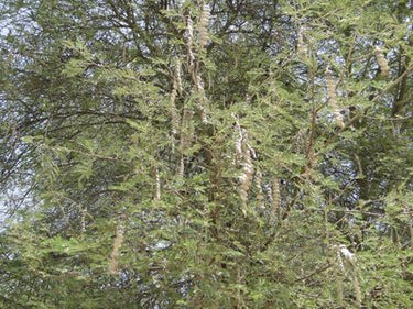 Acacia Arabica